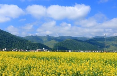 Scenery of cole flower field in Dingxi, Gansu