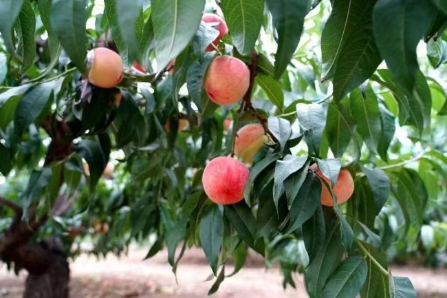 Gansu's Qin'an peaches hit the market