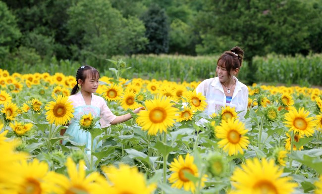 Blooming sunflowers lures viewers in Qingyang