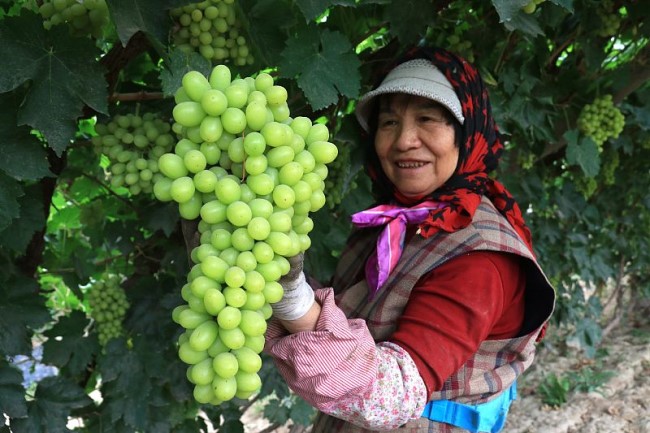 Grape growers reap sweet gains in Dunhuang