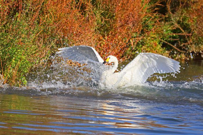 Swans grace Zhangye National Wetland Park