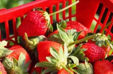 Strawberry farming offers Gannan boost in economy