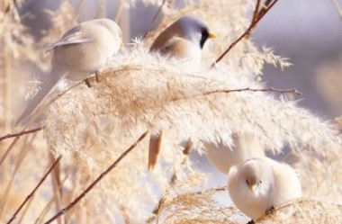 Spring weather brings birds to Lanzhou