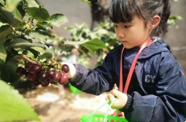 Take a cherry-picking tour of Lanzhou