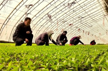 Smart agriculture plants new path for migrants in Gansu