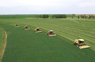 Wuwei achieves bumper purple alfalfa harvest