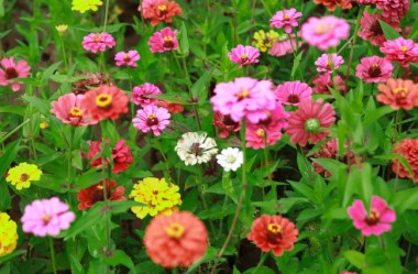 Sea of flowers greets visitors in Pingliang