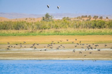 Protected geese spotted at national reserve in Gansu