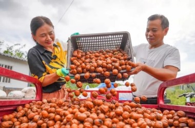 Walnut harvest begins in Longnan, Gansu province