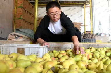 Dingxi pears ready to enter market