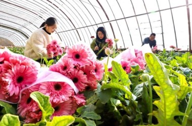  Flowers grow villagers' wealth in rural Zhangye