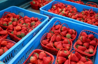 Off-season strawberries come onto the market