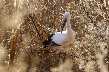 City in Gansu shows friendly face to endangered birds
