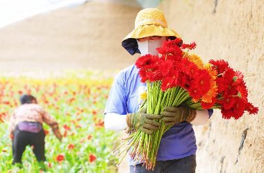 Petals of promise unfurl across Yuzhong