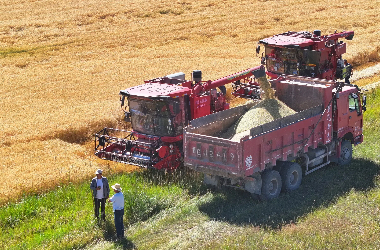 Modern techniques boost grain harvest in Gansu's Minle