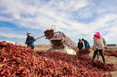 Jiuquan's chili industry celebrates bumper harvest