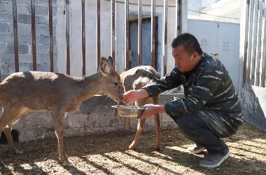 Deer farming boosts rural income in Kongtong