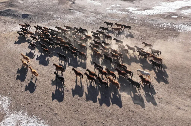 Shandan Horse Farm pioneers eco-friendly livestock management