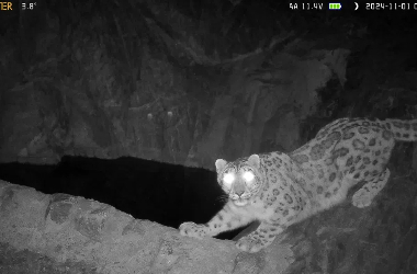 Snow Leopard spotted in Subei, marking conservation success