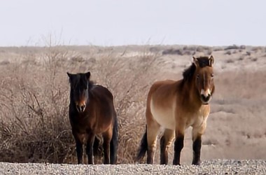 Rare Przewalski's horses spotted at Yumen Pass