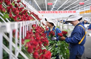 Roses bloom in Linxia for Valentine's Day sales