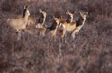 Wild deer herds roam Gansu's snowy grassland