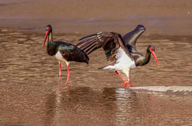 Black storks grace waters of Pingliang, Gansu