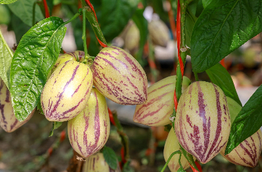 Pepino melons become 'Golden Fruits' of prosperity in Jiuquan