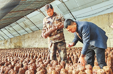 Gansu's Jiuquan nurtures three thriving industries from arid land