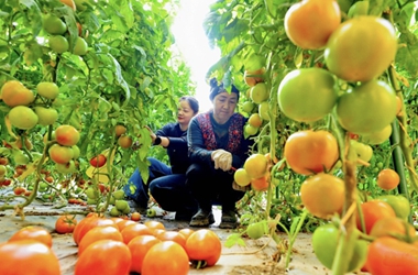 Gansu's Linze county boosts winter vegetable supply with greenhouse farming
