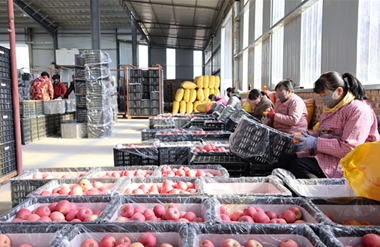 Gansu apple storage facility boosts sales with cold-chain strategy