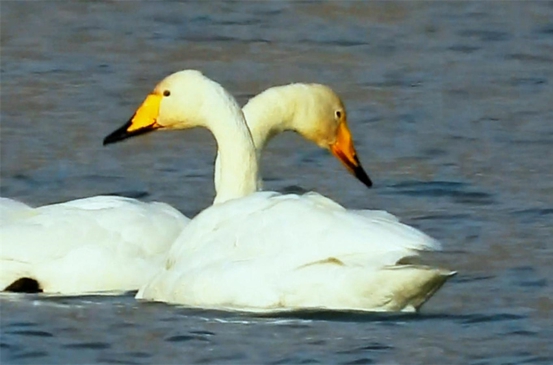 Rare birds signal healthy ecosystem in Gansu's Yongjing county