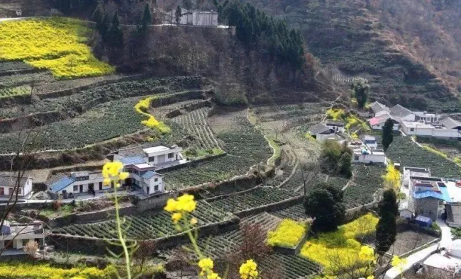 Tea gardens in Gansu brew up quality, incomes