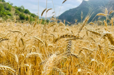 Summer grain harvest underway in Longnan