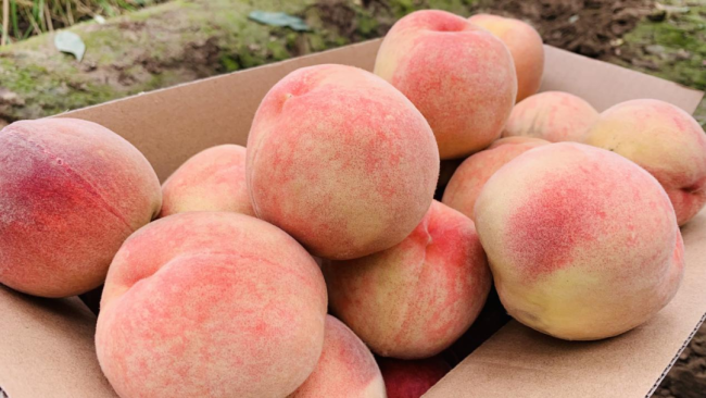 Qilihe protects peach growers' sales in face of COVID-19 resurgence
