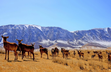 Red deer framed by snow-capped mountains in Gansu
