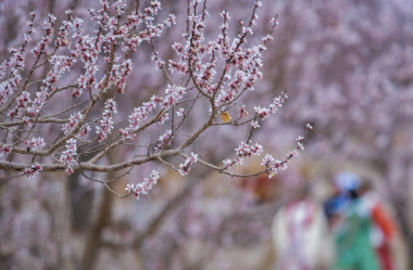 Apricot blossoms enchant tourists in Dunhuang