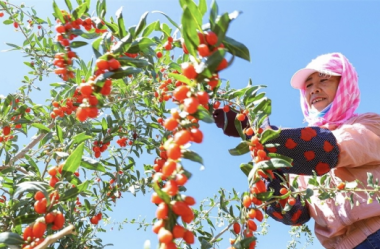 Goji berries deliver a rich harvest in Zhangye 