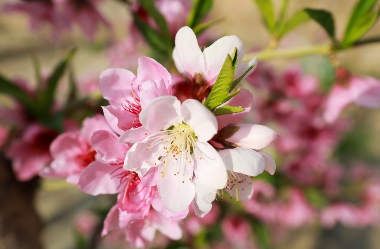 Jinta showcases its peach blossom splendor to tourists