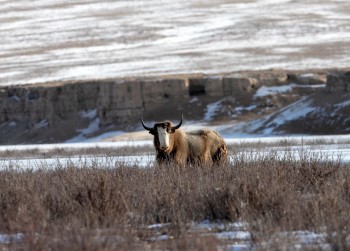 Golden yak framed by snow-capped mountains in Jiuquan