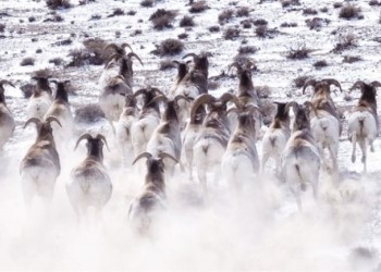 ‘Plateau elves’ argali sheep appear in Jiuquan