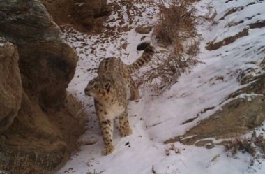 Impressive sighting of snow leopard captured in Jiuquan