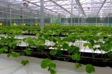 Agroproduct brands boost uralvitalization in Suzhou district of Jiuquan