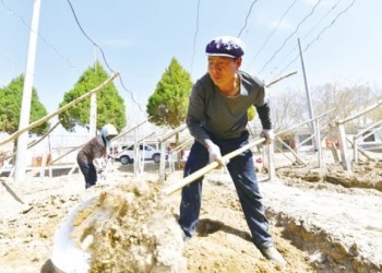 Farmers begin grapevines' springtime stretch in Dunhuang