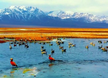 Jiuquan is home to a diverse range of wildlife