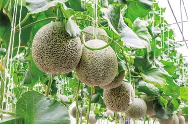 Honeydew melon farming contributes to rural revitalization
