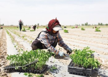 In Jiuquan, pepper seedlings transplanting underway