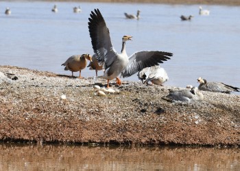 Avian spectacle unfolds at Yanchiwan National Nature Reserve Wetland