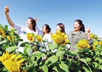 Sunflowers bloom in NW China’s Jinta county