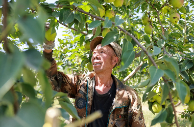 Gansu Jinta: Pear-Laden branches herald a bountiful harvest